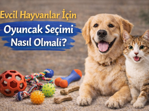 Evcil Hayvanlar İçin Oyuncak Seçimi Nasıl Olmalı?